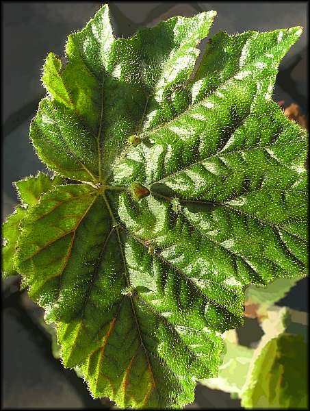 B. ‘Magic Carpet’